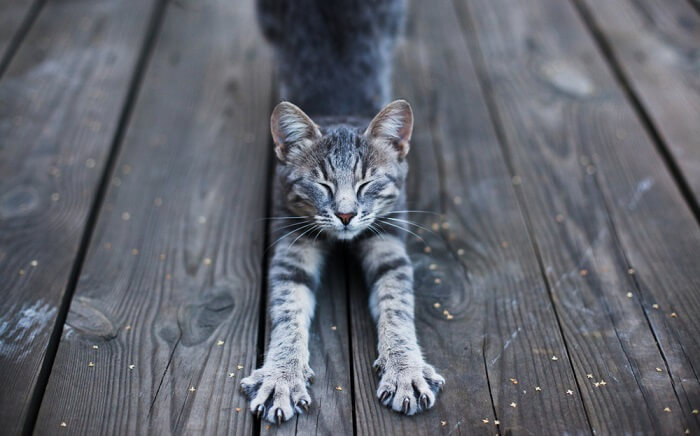 Image d'un chat qui étire son corps, mettant en valeur sa flexibilité et le comportement naturel d'étirement après le repos.