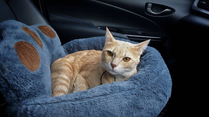 Image représentant un chat détendu à l'intérieur d'une voiture.