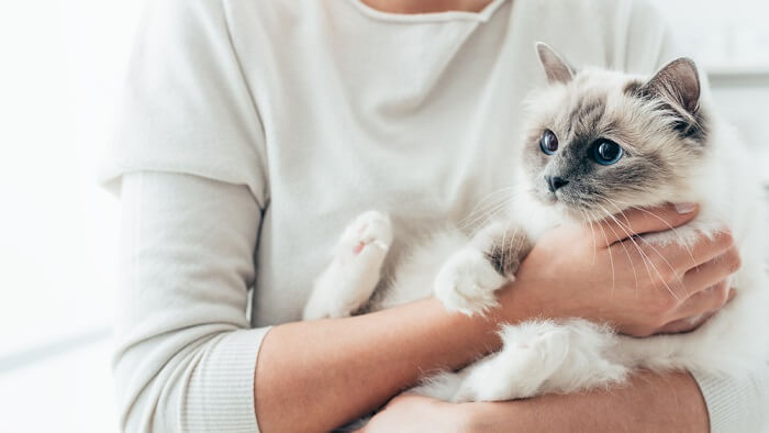 une femme tenant un chaton blanc tout doux