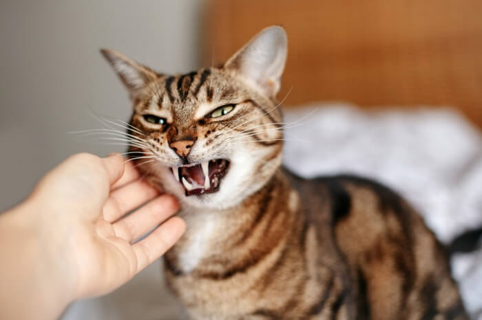 Un chat affichant un comportement agressif, avec des poils hérissés, des sifflements et une posture agressive.