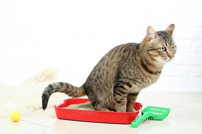 un chat confortablement installé dans un bac à litière, démontrant de bonnes habitudes de litière et de propreté.