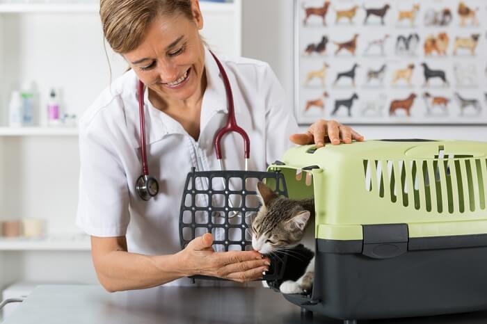 Une image montrant un chat lors d'une visite chez le vétérinaire, soulignant l'importance des soins et des soins de santé responsables pour les animaux de compagnie.