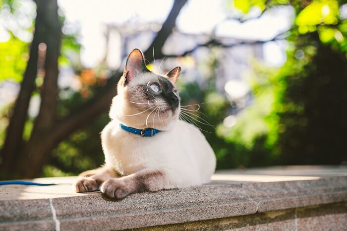 Une image d'un chat assis sur une clôture cimentée, regardant pensivement au loin.