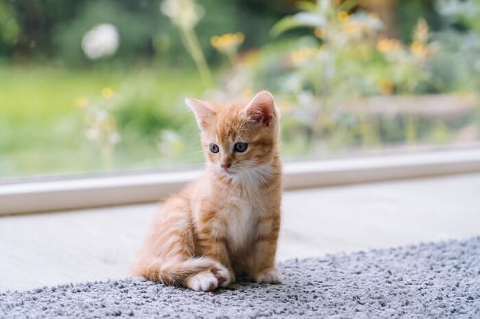 Petit chaton orange sur un tapis gris