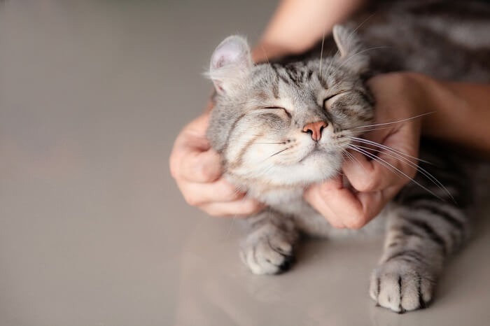 Personne caressant un chat Scottish Fold gris.