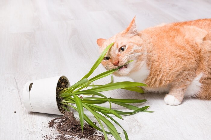 L'image semble illustrer le pica chez les chats. Le pica est un comportement dans lequel les chats consomment des éléments non alimentaires, tels que du plastique, du papier ou du tissu.