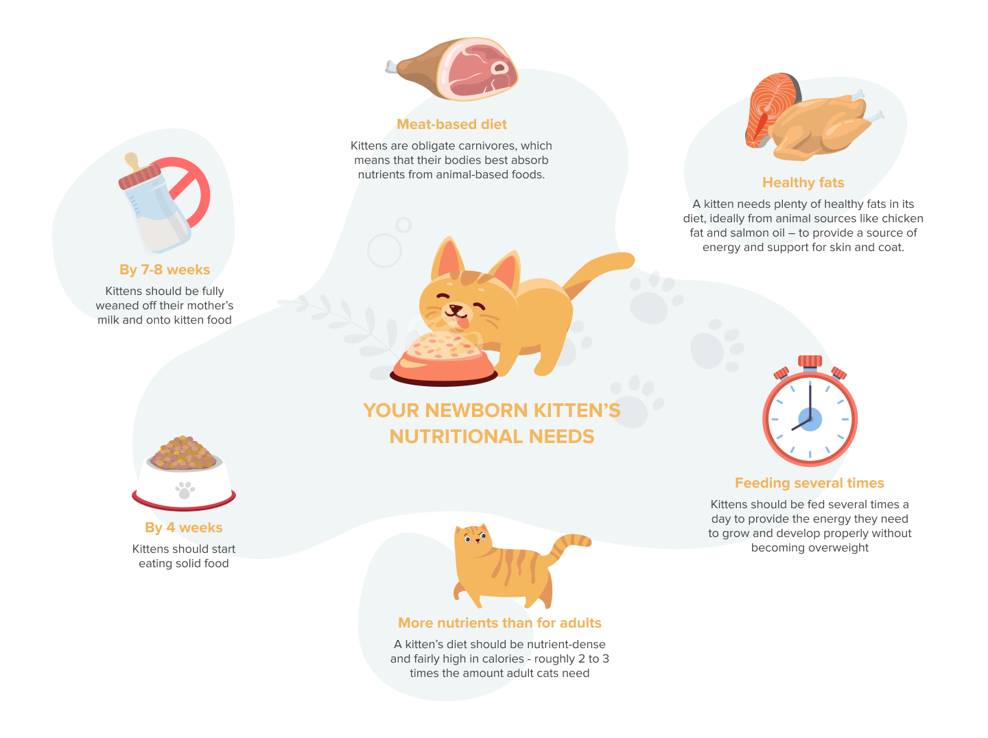 Image liée à la compréhension des besoins nutritionnels des chatons nouveau-nés.