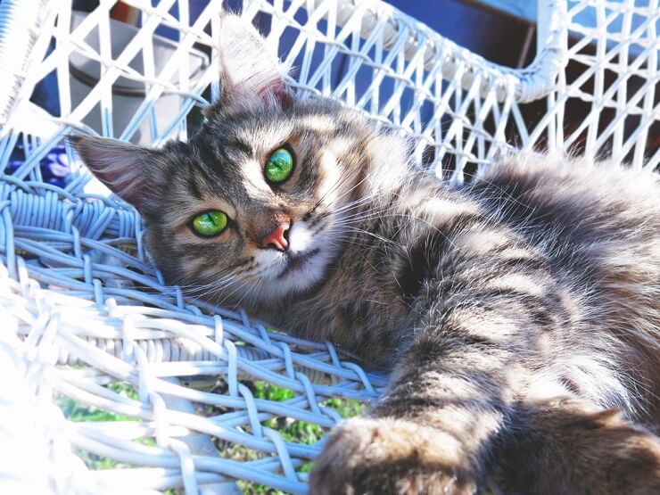 chat avec du vert dormant sur une chaise