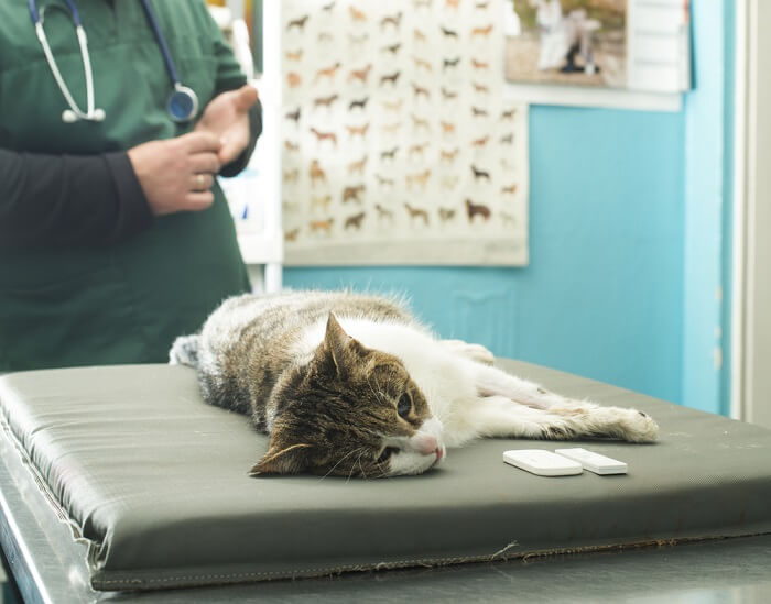 chat couché sur la table d'examen