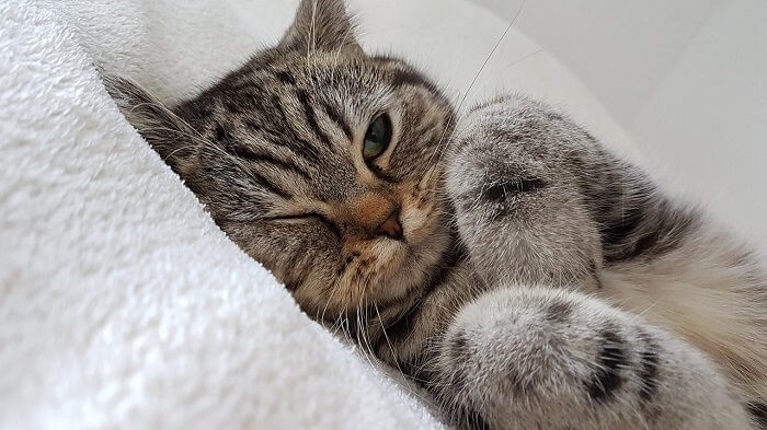 chat avec un ulcère cornéen couché dans le lit