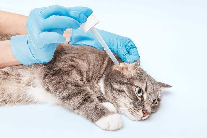 Un chat vacciné par une personne portant des gants bleus.