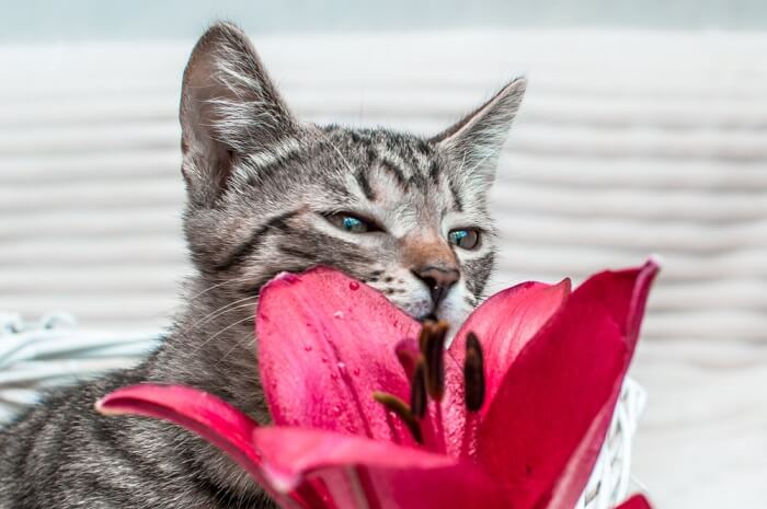 chat sentant une fleur de lys