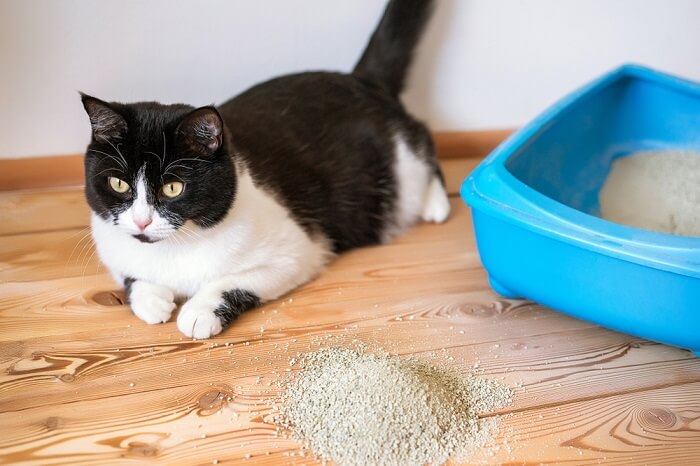 Une image montrant un chat à l'intérieur d'un bac à litière, engagé dans l'acte de l'utiliser pour éliminer.