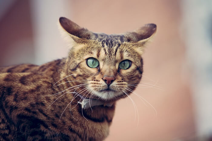 Un chat du Bengal aux yeux verts regardant la caméra.