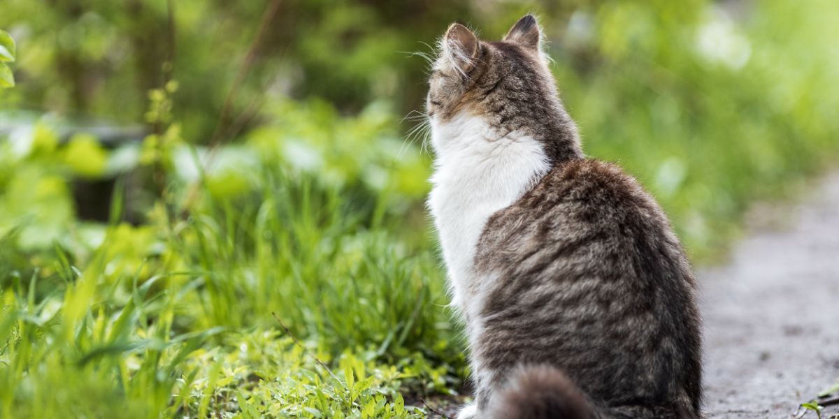 chat domestique assis dos au chemin