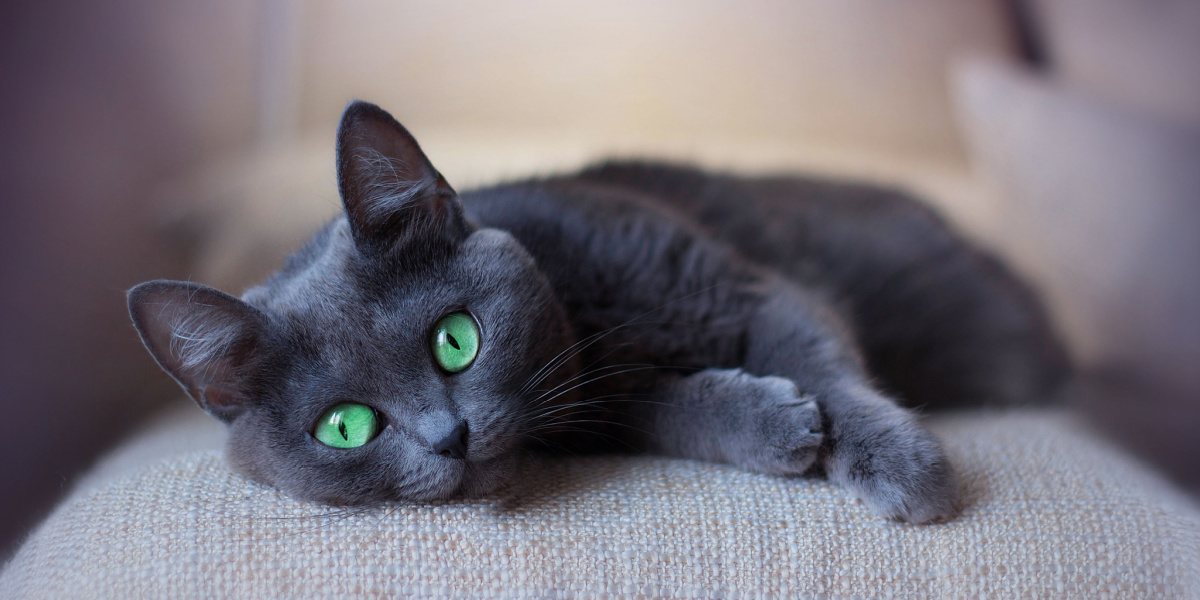 chat gris avec des chats verts dormant sur un canapé