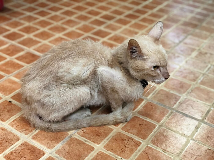 Un chat maigre et émacié avec des côtes visibles et une apparence décharnée, indiquant une possible malnutrition ou des problèmes de santé.