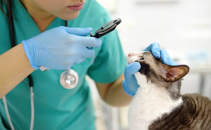 Vétérinaire regardant les yeux du chat