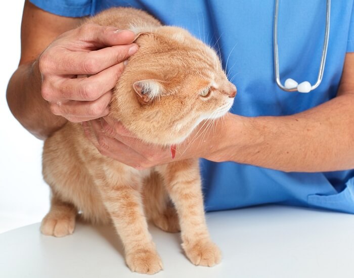 Un chat orange examiné par un vétérinaire.