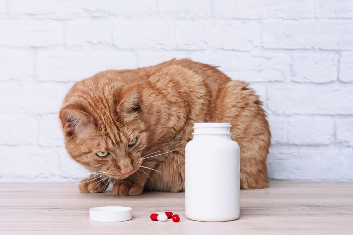 chat regardant le contenant de médicaments