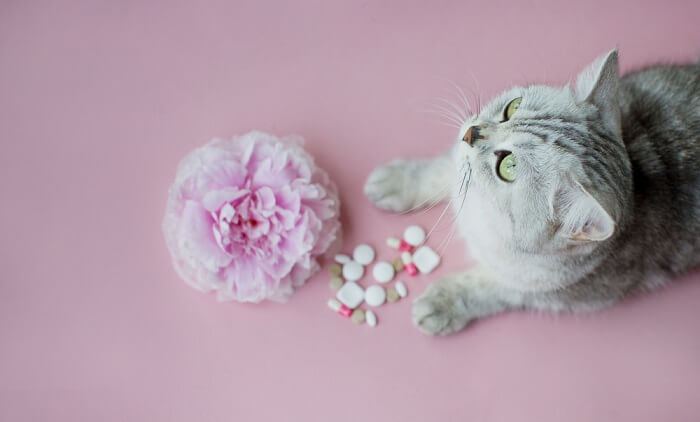 Un chat gris regardant une fleur et des pilules sur un fond rose.