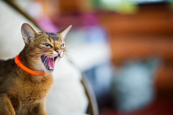 Agression par peur chez les chats