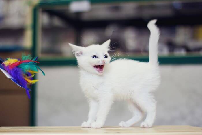 Image illustrant l'agression ludique chez les chats, décrivant une interaction ludique qui peut parfois dégénérer en un comportement énergique et fougueux.