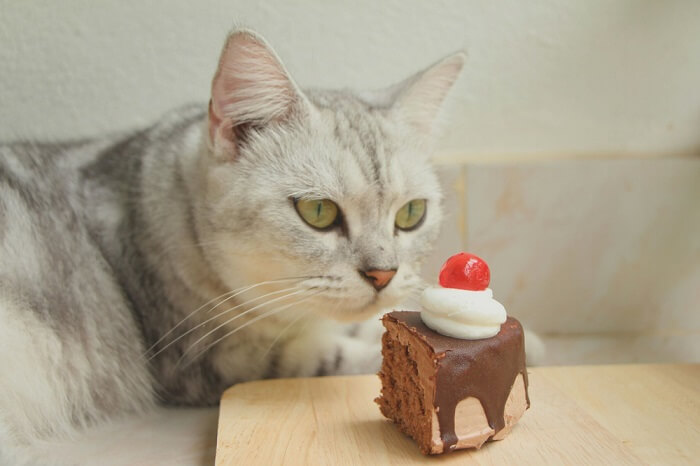 chat regardant un morceau de gâteau au chocolat