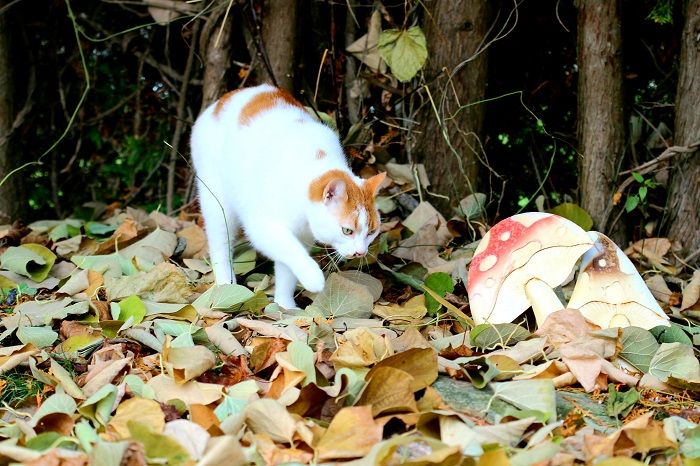 chat et un champignon dans une forêt