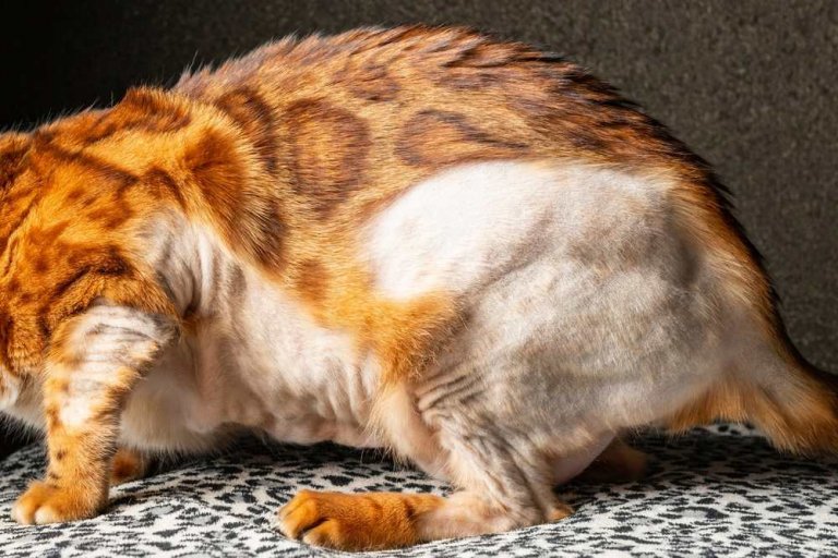 Perte de poils chez le chat causes, symptômes et traitement