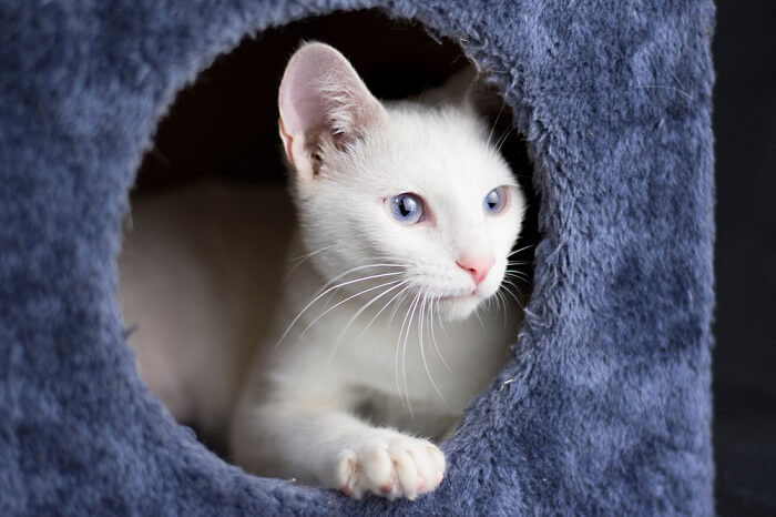 l'essence même de fournir un foyer sûr à un chat d'accueil