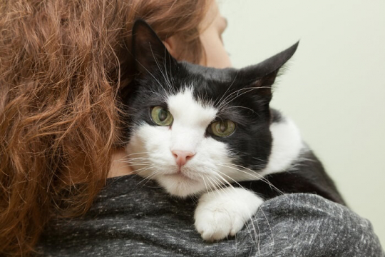9 signes évidents que votre chat vous aime.