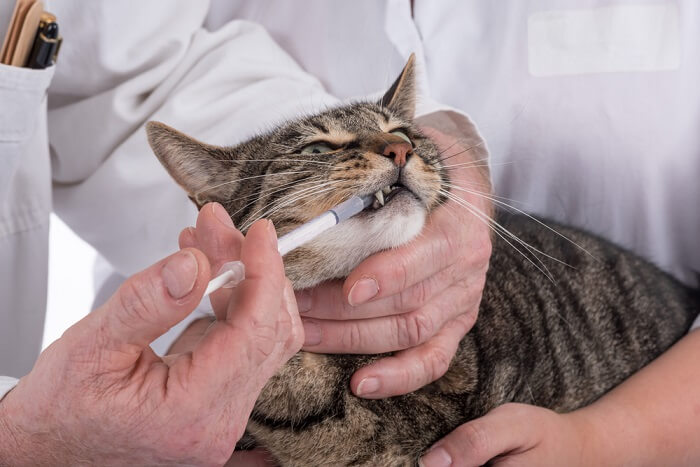 chat tigré recevant un médicament