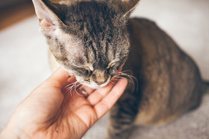 chat assis avec les yeux fermés, se faisant caresser