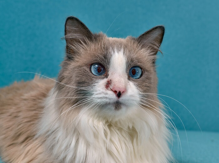 un chat souffrant d’une allergie cutanée, avec des rougeurs, des irritations et une gêne visibles sur sa fourrure et sa peau.