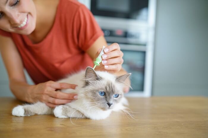 Une personne applique une dose de médicament contre les puces sur le dos de son chat