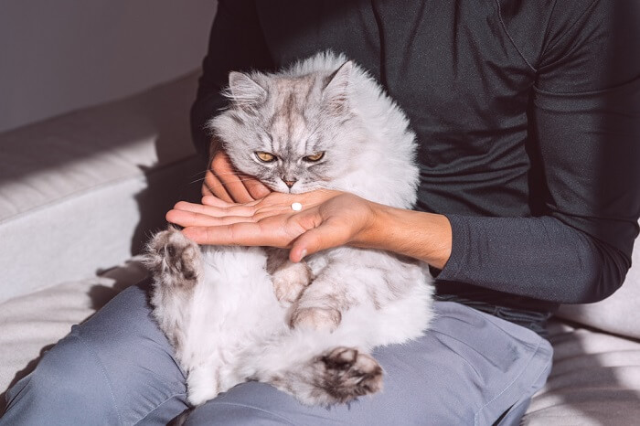 Image présentant un médicament blanc pour chats, soulignant la variété de traitements pharmaceutiques disponibles pour traiter les problèmes de santé félins et l'importance d'un dosage précis et d'une administration appropriée.