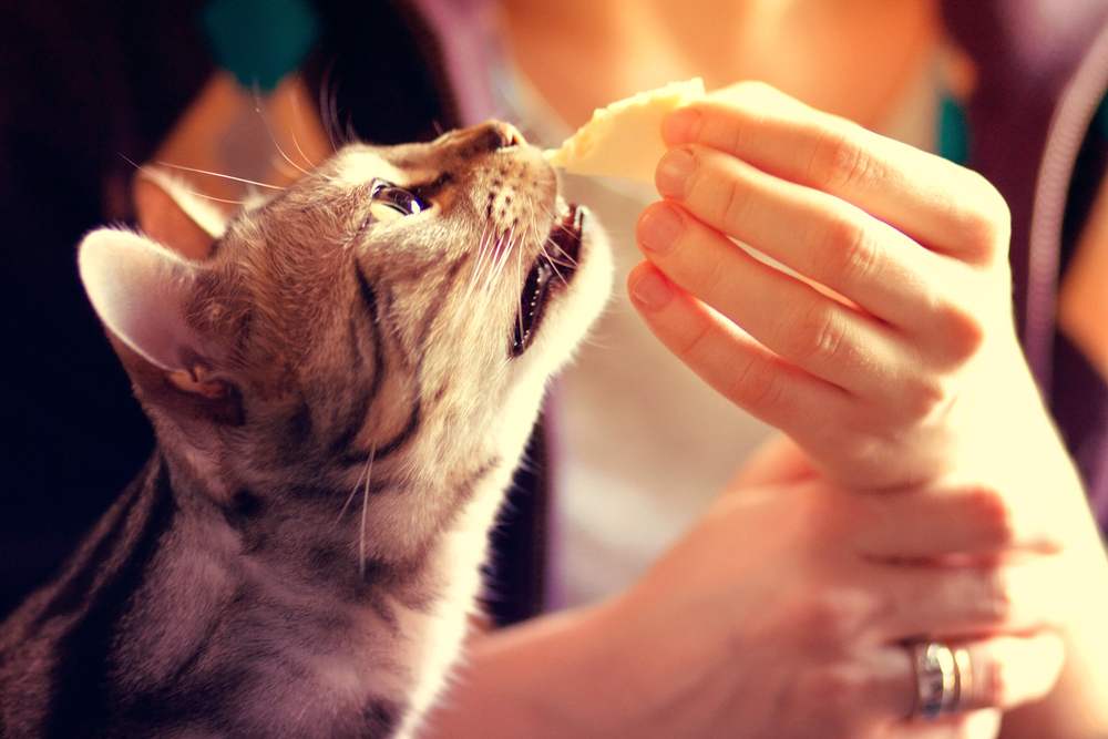 Image d'un chat du Bengal mangeant du fromage, illustrant l'exploration curieuse d'un félin de la nourriture humaine