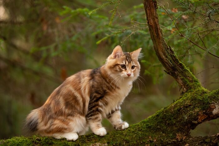 race de chat sans queue chat Kurilian Bobtail