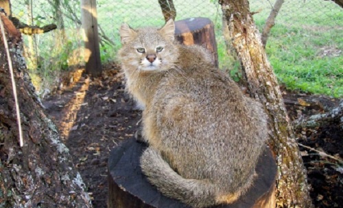 Chat des Pampas