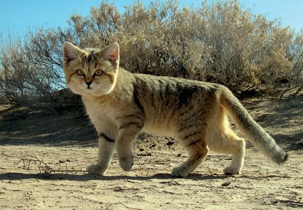 Chat des sables