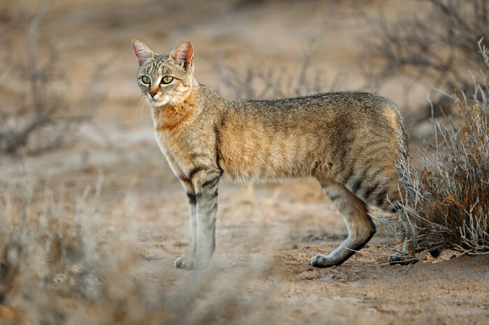 Chat sauvage