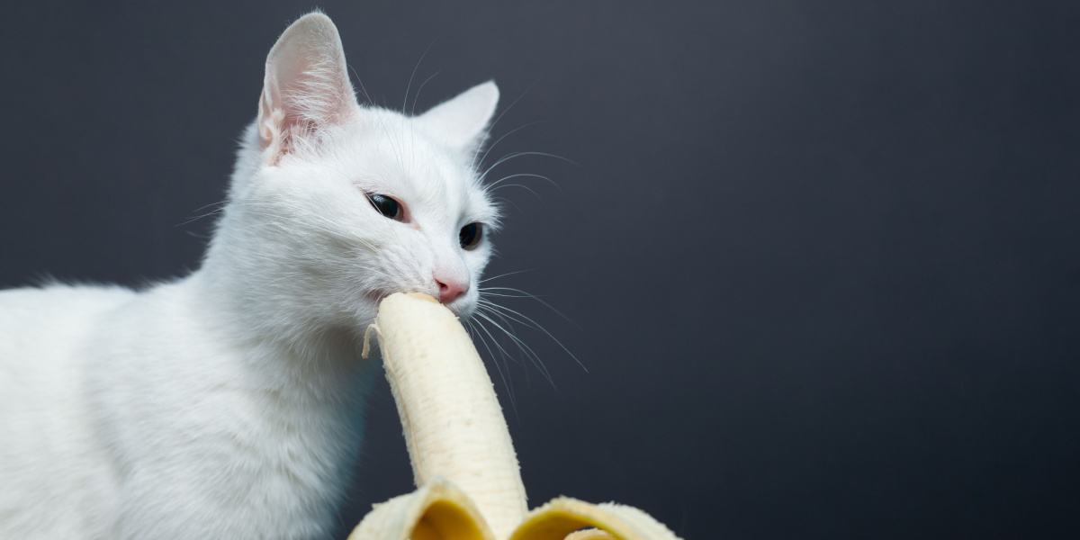 Un chat déguste une bouchée de banane