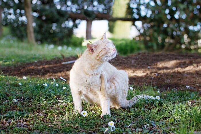 Une image d'un chat en train de se gratter