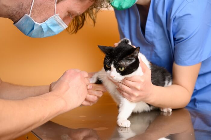 un chat recevant du Benazepril, soulignant le rôle de ce médicament dans la gestion de certaines conditions médicales chez les félins et l'importance d'une orientation vétérinaire appropriée dans son administration.