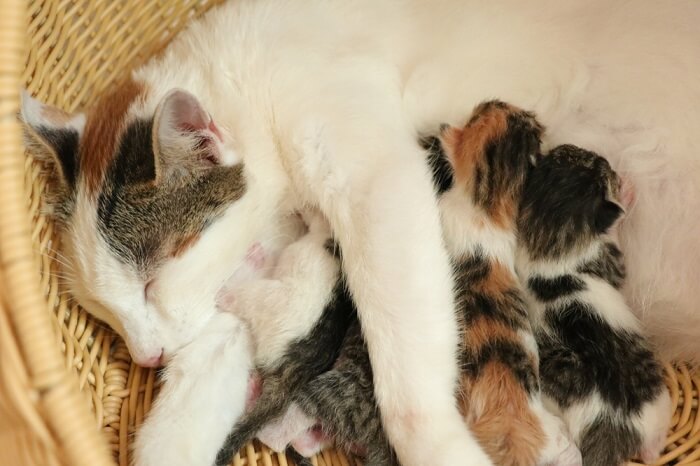 nouveaux chatons tétant leur mère