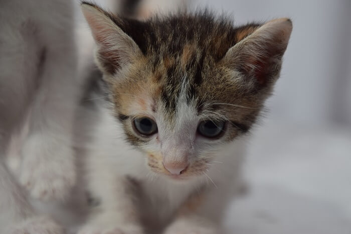 un chat qui regarde la caméra