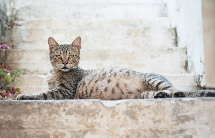 Une chatte enceinte, soulignant les changements physiques et l’importance de la grossesse chez les compagnons félins.