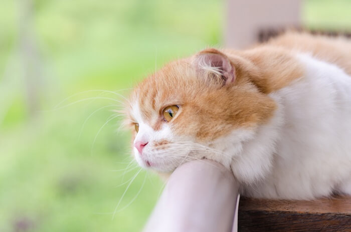 chat déprimé regardant par-dessus le balcon