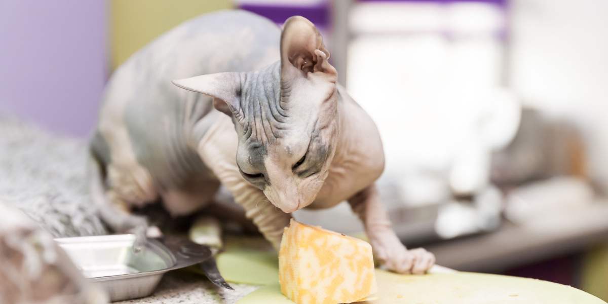 Image d'un chat Sphynx mangeant du fromage, mettant en évidence un moment de curiosité féline et d'interaction avec la nourriture humaine